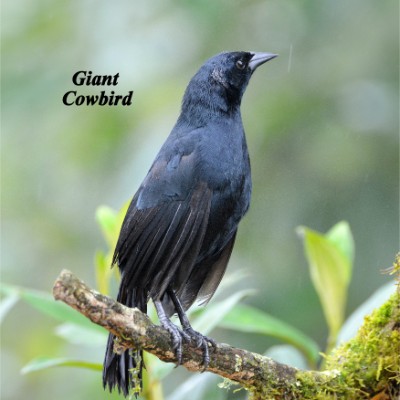 Giant Cowbird